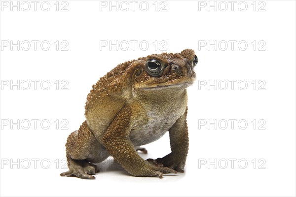 Cane Toad (Rhinella marina)