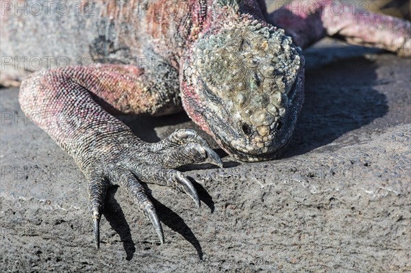 Sea Iguana or Galapagos Marine Iguana (Amblyrhynchus cristatus hassi)