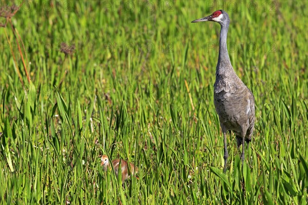 Sandhill Crane (Grus canadensis) with young