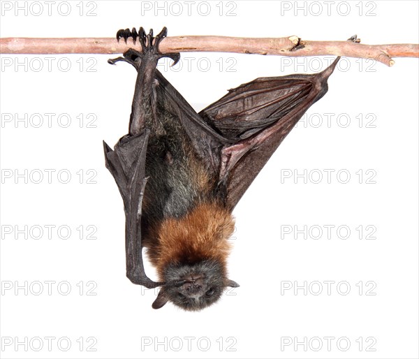 Grey-headed Flying Fox (Pteropus poliocephalus)