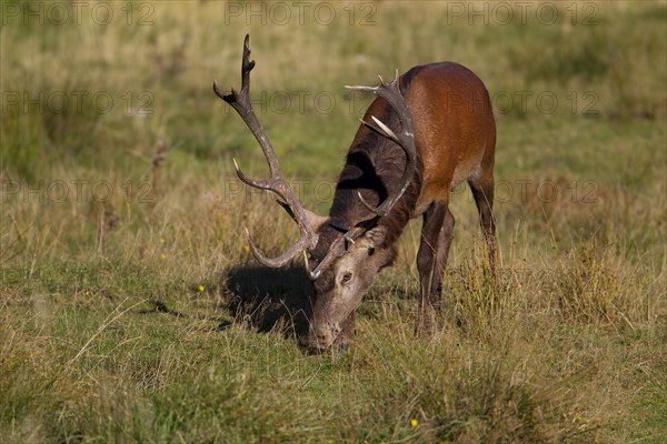 Red Deer (Cervus elaphus)