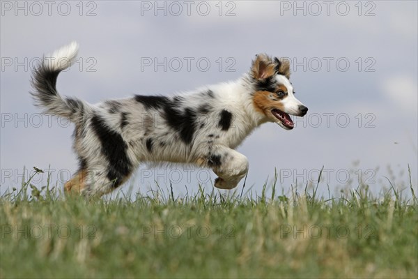 Australia Shepherd