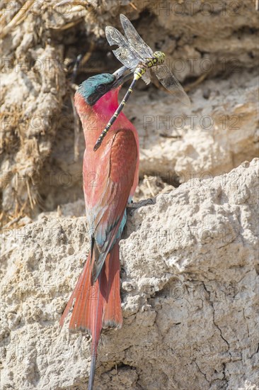 Northern Carmine Bee-eater (Merops nubicus)