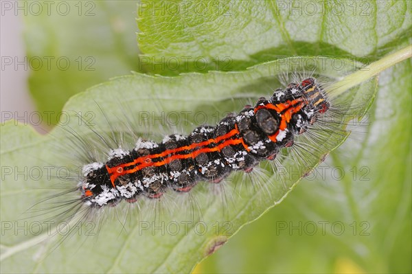 Caterpillar