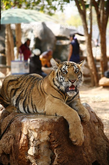 Tiger Temple or Wat Pa Luangta Bua