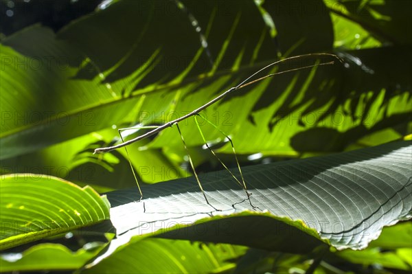 Costa Rican Stick Insect (Calynda Brocki)