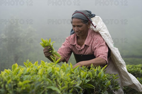 Tea picker at work