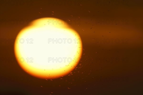 Swarm of mosquitoes in front of the sun