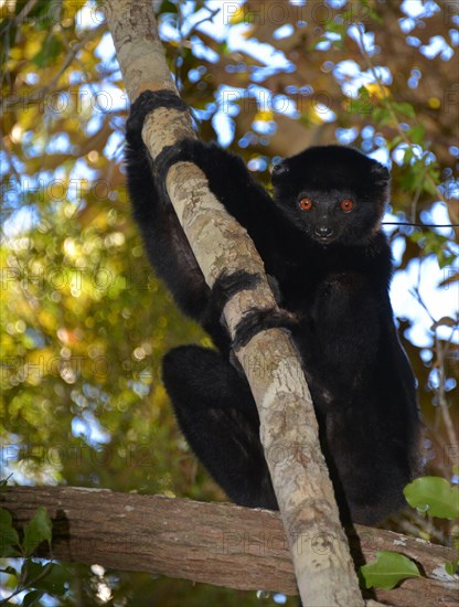 Perrier's sifaka (Propithecus perrieri)