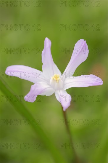 Lucile's Glory-of-the-snow (Chionodoxa luciliae)