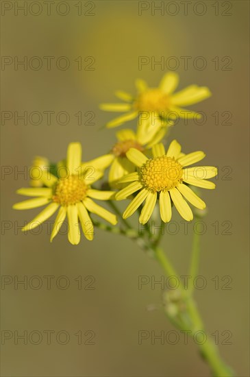 Eastern Groundsel (Senecio vernalis)