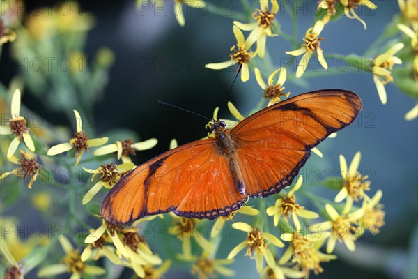 Julia Butterfly