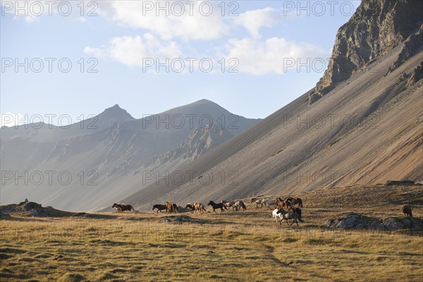 A herd of feral Icelandic horses