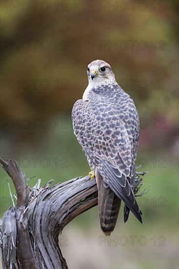 Saker Falcon (Falco cherrug)