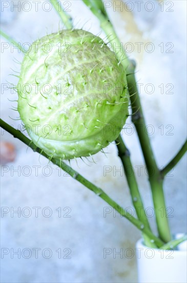 Balloon plant (Gomphocarpus physocarpus) in vase