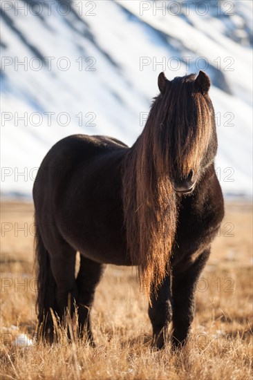 Icelandic Horse