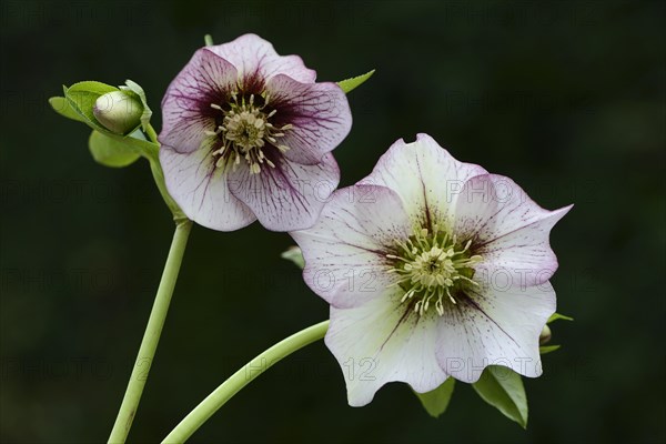 Oriental Hellebore or Lenten Rose (Helleborus orientalis cult.)