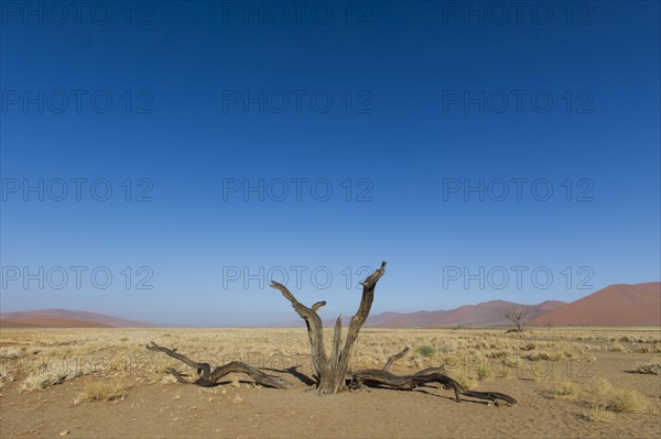 Dead tree in the Tsauchab Valley