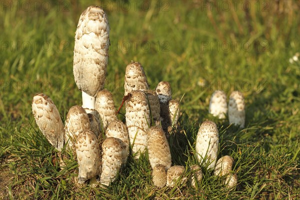 Shaggy Ink Cap (Coprinus comatus)