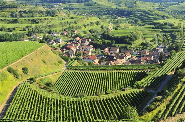 View of the vineyards and Oberbergen