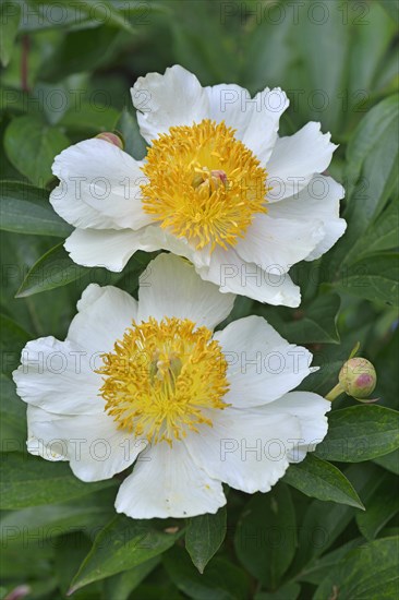 Peony (Paeonia hybrids 'Claire de Lune')