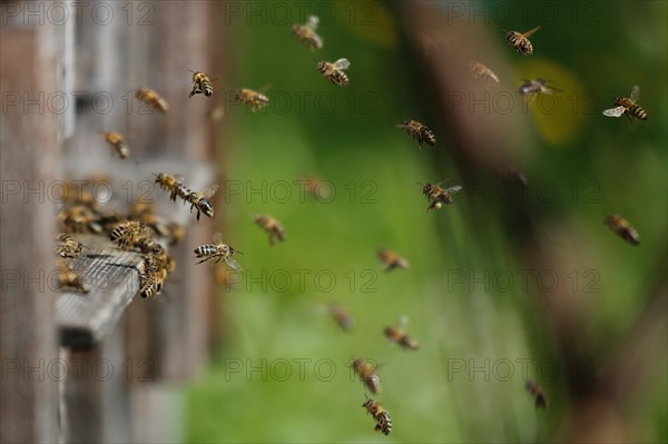 Honey Bees (Apis mellifera)