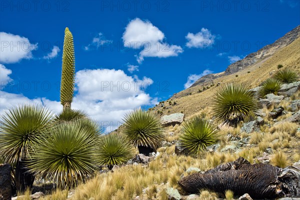 Queen of the Andes (Puya raimondii)