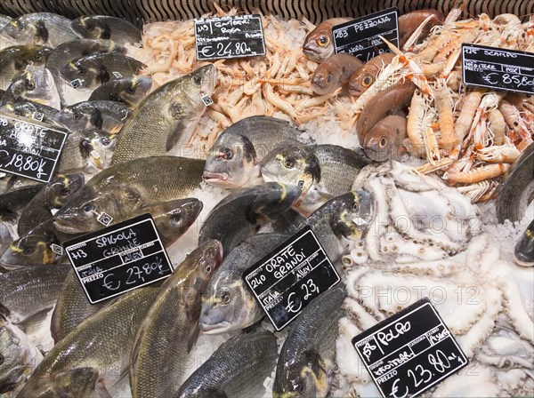 Mediterranean fresh fish on display at Eataly food store