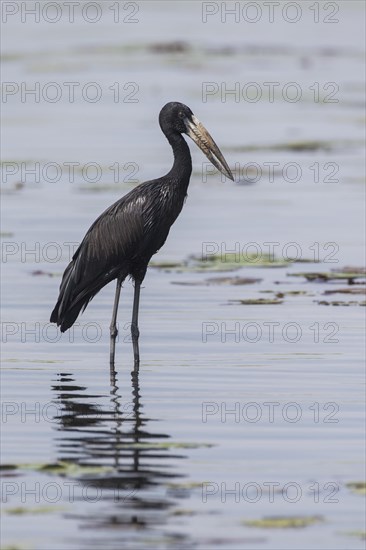 African Openbill (Anastomus lamelligerus)