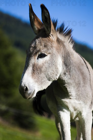 Donkey