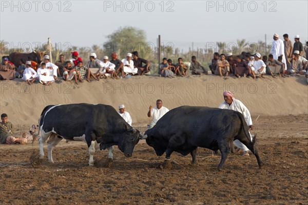 Bull fight in the Barka Arena