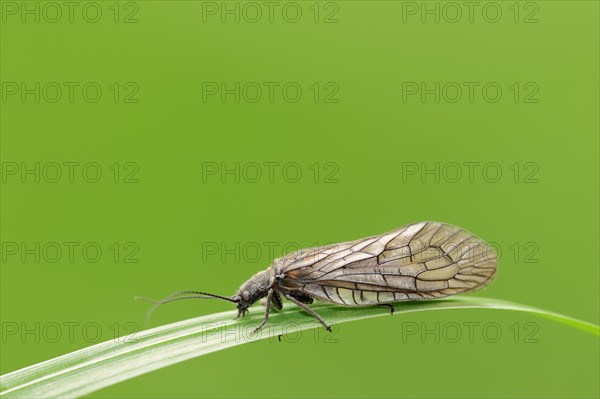 Alder Fly (Sialis lutaria)