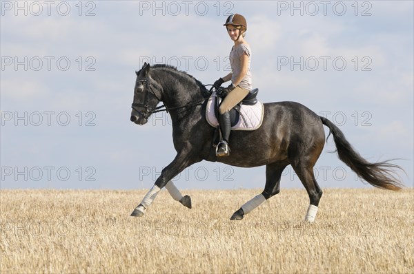 Rider on a Connemara pony galloping on a stubble field