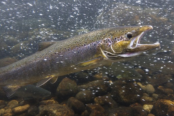 Sea Trout (Salmo trutta trutta) on the way to the spawning