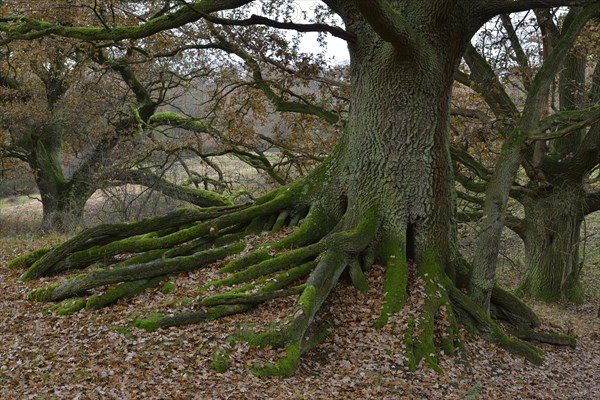 Ancient Oak (Quercus robur)