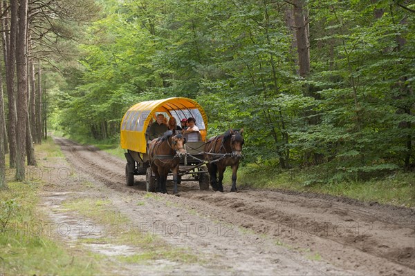 Horse-drawn carriage with passengers in a forest