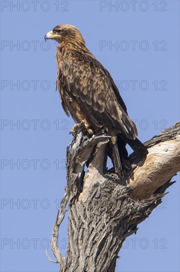 Tawny eagle (Aquila rapax)