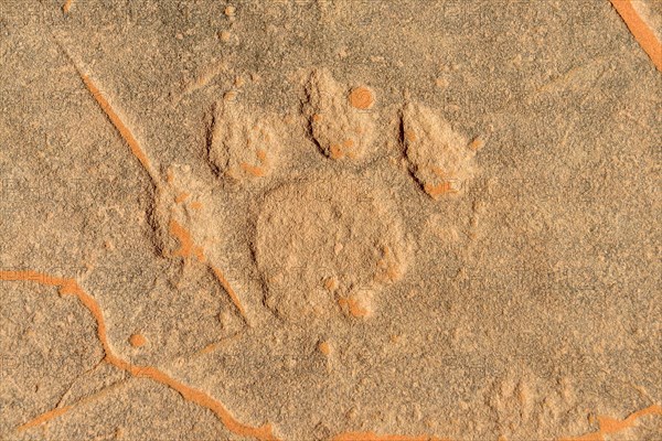 Rock engraving of a lion track