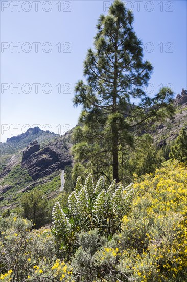 Gran Canaria Viper's Bugloss