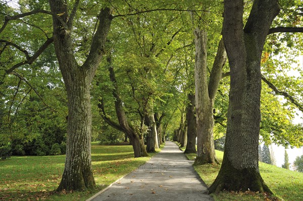 Avenue of oaks (Quercus) and sycamores (Platanus x hispanica)