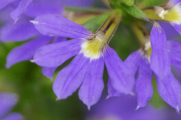 Fairy Fan-Flower or Common Fan-Flower (Scaevola aemula)