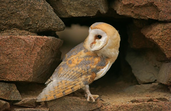 Barn Owl (Tyto alba)