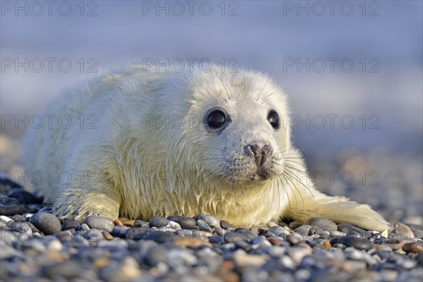 Grey Seal (Halichoerus grypus)