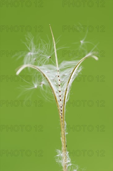 Smallflower Hairy Willowherb (Epilobium parviflorum)