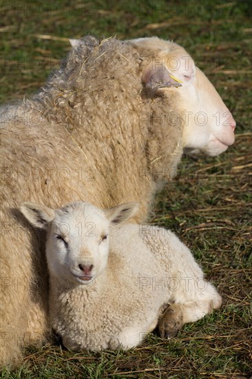 Domestic sheep (Ovis orientalis aries) and lamb