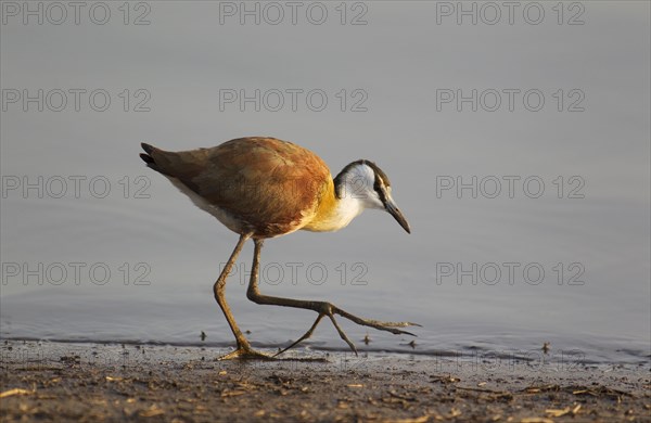 African Jacana (Actophilornis africanus)