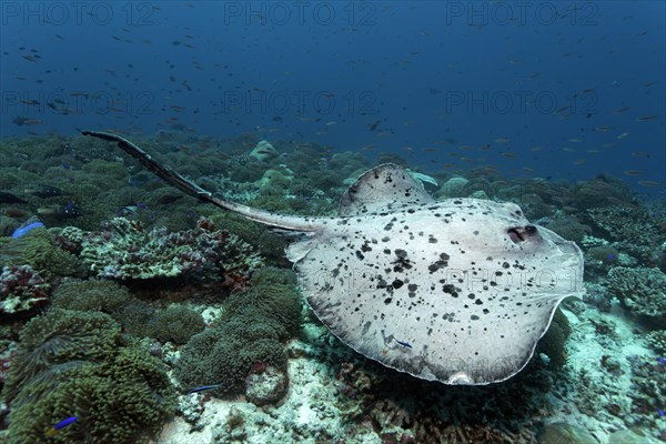 Round Ribbontail Ray (Taeniura meyeni) swimming over a coral reef with Magnificent Sea Anemone or Ritteri Anemone (Heteractis magnifica)