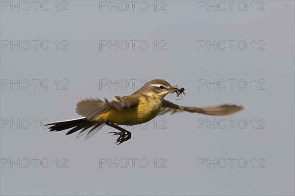 Western Yellow Wagtail (Motacilla flava) in hovering flight with prey