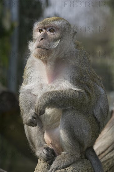 Long-tailed Macaque (Macaca fascicularis)