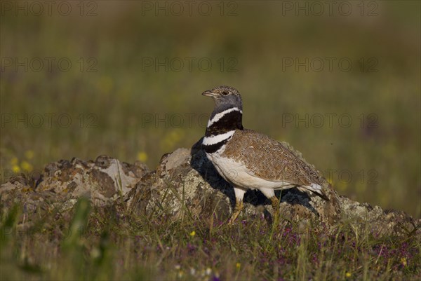 Little Bustard (Tetrax tetrax)